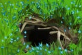 A black pit with driftwood in the middle of bright green grass with blue flowers Royalty Free Stock Photo