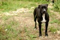 Black pitbul looking at the camera Royalty Free Stock Photo