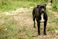 Black pitbul looking at the camera