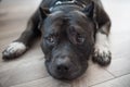 Black pitbul lying down Royalty Free Stock Photo