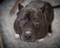 Black pitbul sitting Royalty Free Stock Photo