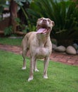 Black pitbul sitting Royalty Free Stock Photo
