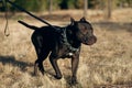 A black pitbull with a barbed collar walks in the park on a leash Royalty Free Stock Photo
