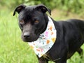 Black Pitbull dog with bandana Royalty Free Stock Photo
