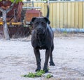 Black pitbull dog playing in the familiar farm