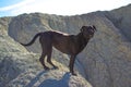 Black pitbull dog playing in the white mountain Royalty Free Stock Photo