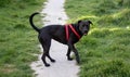 Black pitbull dog with red harness playing in the field Royalty Free Stock Photo