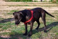 Black pitbull dog with red harness playing in the field Royalty Free Stock Photo