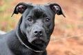 Black Pitbull Lab Boxer mix dog outside on leash