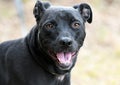 Black Pitbull and Lab mixed breed dog outside on leash