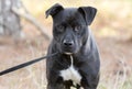 Black Pitbull Labrador mixed breed dog