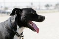 Black pitbull mix dog at the park Royalty Free Stock Photo