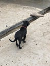 A black pitbull puppy on the gate Royalty Free Stock Photo