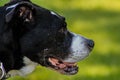 A Black Pitbull Staring Away From the Camera Royalty Free Stock Photo