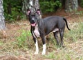 Black Pitbull Terrier dog mix outdoors on leash Royalty Free Stock Photo