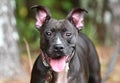 Black Pitbull Terrier dog mix outdoors on leash Royalty Free Stock Photo