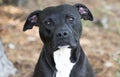 Black Pitbull Terrier mixed breed dog adoption photo