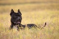 Black Pitbull Royalty Free Stock Photo