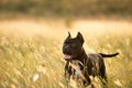 Black pitbull