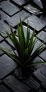 Black Plant Dripping In Water: A Striking Urban Composition