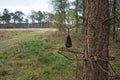 Black plastic bag hanging on a tree branch Royalty Free Stock Photo