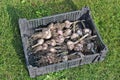 In a black plastic box fresh garlic dries in the sun on grass g