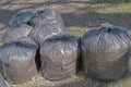 Black plastic garbage bags filled with dry brown leaves, twigs and other debris stand on the gray ground among young green grass Royalty Free Stock Photo