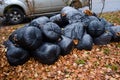 Black plastic garbage bags filled with fallen yellow leaves on street Royalty Free Stock Photo
