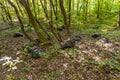 Black plastic garbage bags in the park, spring cleaning. Leaves Royalty Free Stock Photo