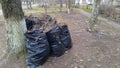 Black plastic garbage bags in the park, spring cleaning. Leaves and garbage in the bags Royalty Free Stock Photo