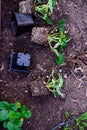 Black plastic nursery pots unpotted strawberry seedlings, strong roots system, leaves and small young green fruits ready