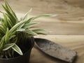 black plastic pot of Chlorophytum comosum with spade on wood background Royalty Free Stock Photo