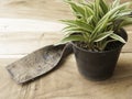 Black plastic pot of Chlorophytum comosum with spade on wood Royalty Free Stock Photo