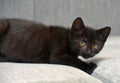 Black  playful kitten on the couch Royalty Free Stock Photo