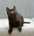 Black  playful kitten on the couch Royalty Free Stock Photo