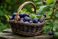 Black plums basket. Generate Ai Royalty Free Stock Photo