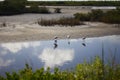 View at Black Point Wildlife Drive, Merritt Island National Wildlife Refuge, Florida Royalty Free Stock Photo