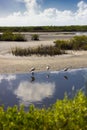 View at Black Point Wildlife Drive, Merritt Island National Wildlife Refuge, Florida Royalty Free Stock Photo