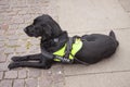 Black police dog lying on the ground relaxing. The dog has a harness saying Police - Explosives Search Dog.