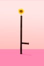 Black police rubber bat, hard hat or truncheon with sunflower blossom on the top. Minimal light and dark pink background