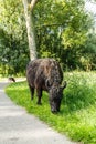 Black polled Galloway cow grazing in nature park