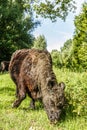 Black polled Galloway cow grazing in nature park