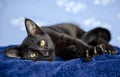 Black polydactyl cat kitten Royalty Free Stock Photo