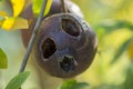 Black Pomegranate Punica granatum nigra fruit, with holes