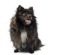 Black pomeranian dog on white background sitting profile look with tongue sticking out, happy dog