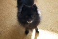 Black Pomeranian Spitz puppy looking at camera Royalty Free Stock Photo