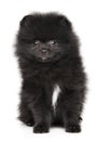 Black Pomeranian Spitz puppy sits Royalty Free Stock Photo