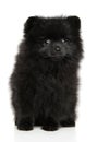 Black Pomeranian Spitz puppy sits Royalty Free Stock Photo