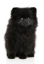 Black Pomeranian Spitz puppy sits