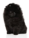 Black Pomeranian Spitz puppy on white background Royalty Free Stock Photo